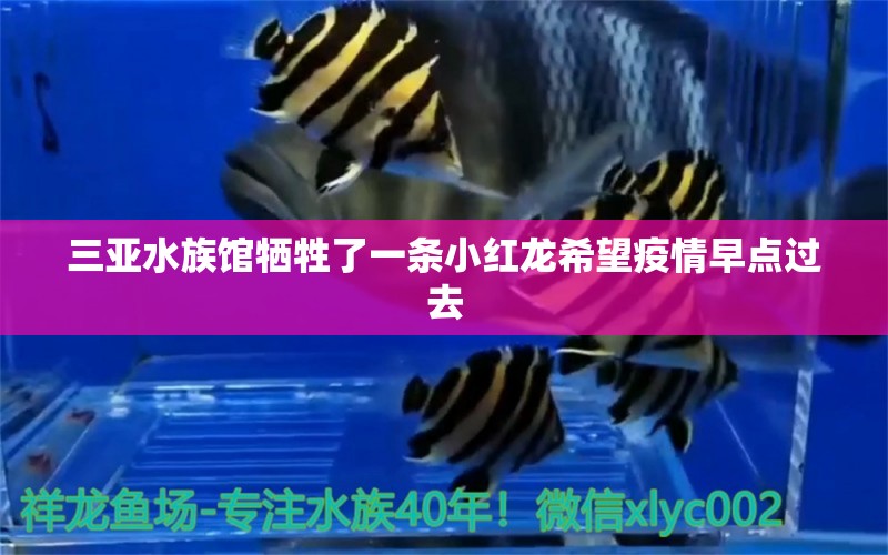 三亚水族馆牺牲了一条小红龙希望疫情早点过去