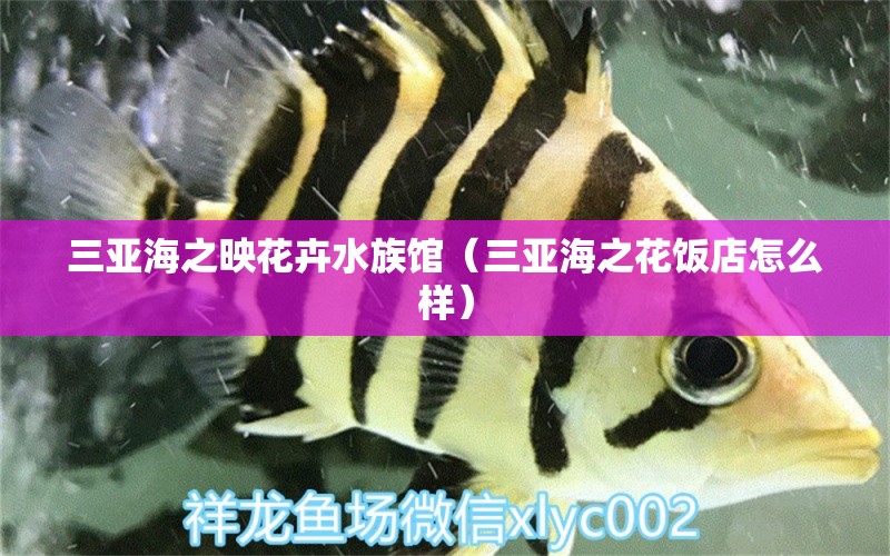 三亚海之映花卉水族馆（三亚海之花饭店怎么样） 全国水族馆企业名录