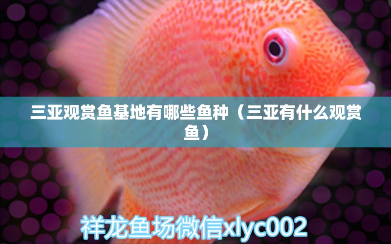 三亚观赏鱼基地有哪些鱼种（三亚有什么观赏鱼） 祥龙水族医院