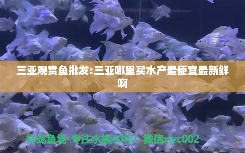 三亚观赏鱼批发:三亚哪里买水产最便宜最新鲜啊