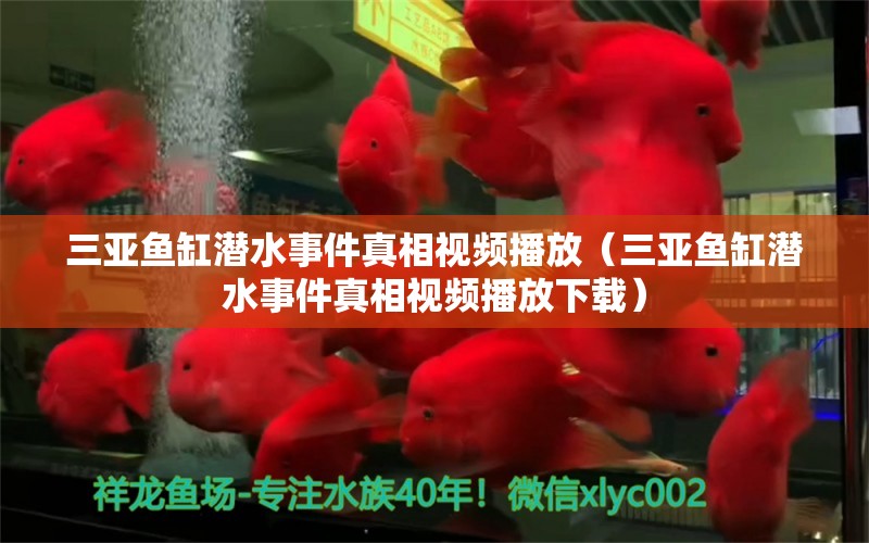 三亚鱼缸潜水事件真相视频播放（三亚鱼缸潜水事件真相视频播放下载）