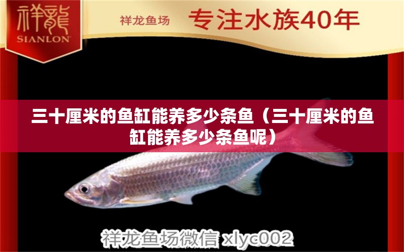 三十厘米的鱼缸能养多少条鱼（三十厘米的鱼缸能养多少条鱼呢）