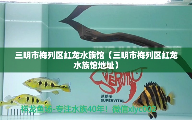 三明市梅列区红龙水族馆（三明市梅列区红龙水族馆地址）