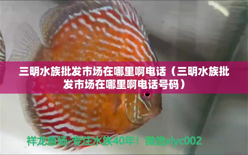 三明水族批发市场在哪里啊电话（三明水族批发市场在哪里啊电话号码） 观赏鱼水族批发市场