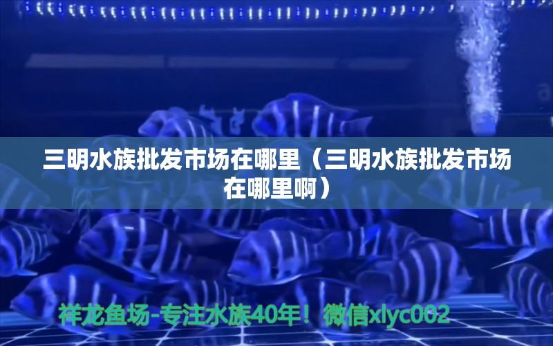 三明水族批发市场在哪里（三明水族批发市场在哪里啊） 观赏鱼水族批发市场