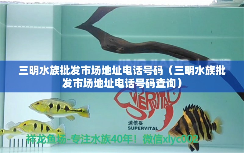 三明水族批发市场地址电话号码（三明水族批发市场地址电话号码查询） 观赏鱼水族批发市场