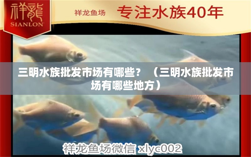 三明水族批发市场有哪些？ （三明水族批发市场有哪些地方） 观赏鱼水族批发市场 第1张