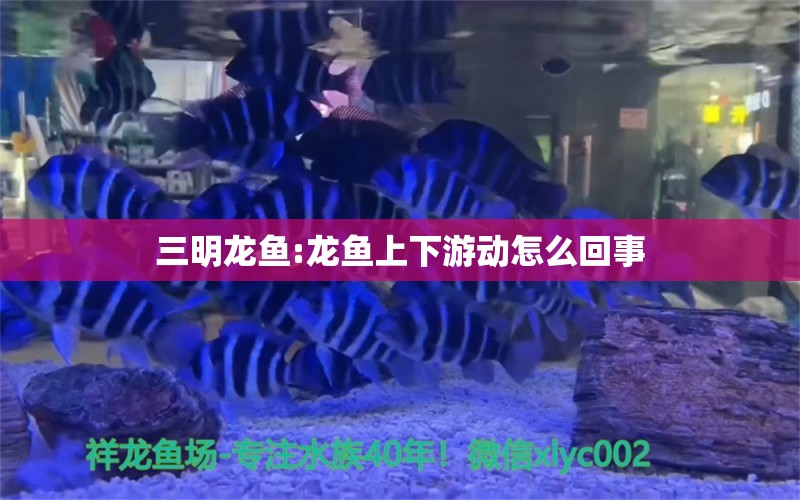 三明龙鱼:龙鱼上下游动怎么回事