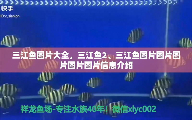 三江鱼图片大全，三江鱼2、三江鱼图片图片图片图片图片信息介绍 白写锦鲤鱼 第1张