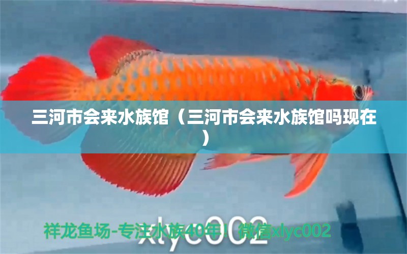 三河市会来水族馆（三河市会来水族馆吗现在）