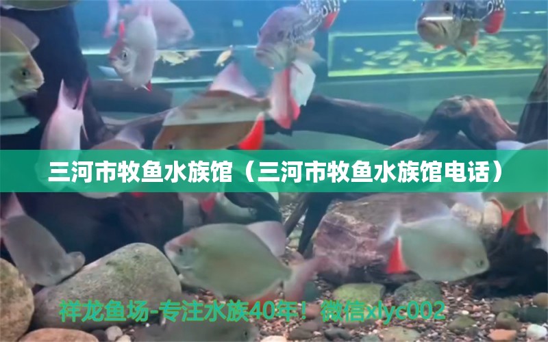 三河市牧鱼水族馆（三河市牧鱼水族馆电话） 全国水族馆企业名录