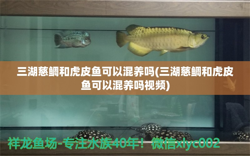 三湖慈鲷和虎皮鱼可以混养吗(三湖慈鲷和虎皮鱼可以混养吗视频) 观赏鱼进出口