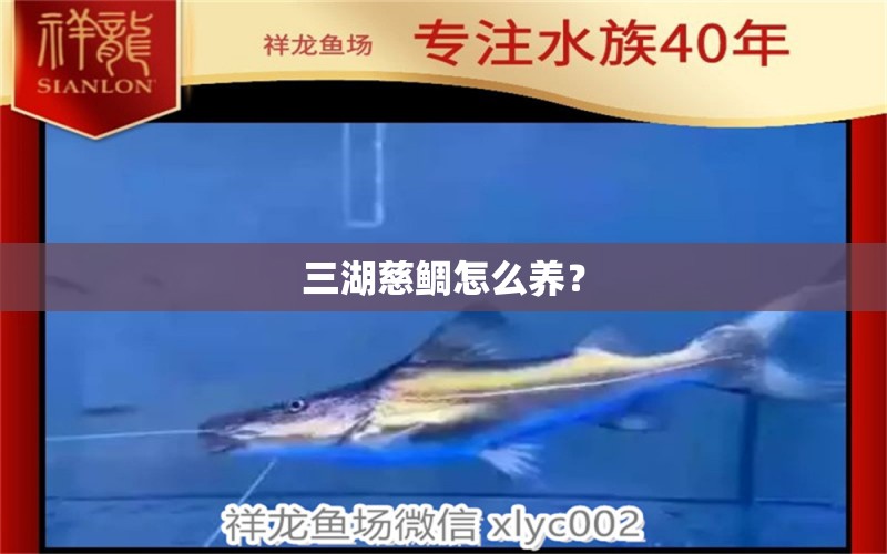 三湖慈鲷怎么养？ 白子关刀鱼