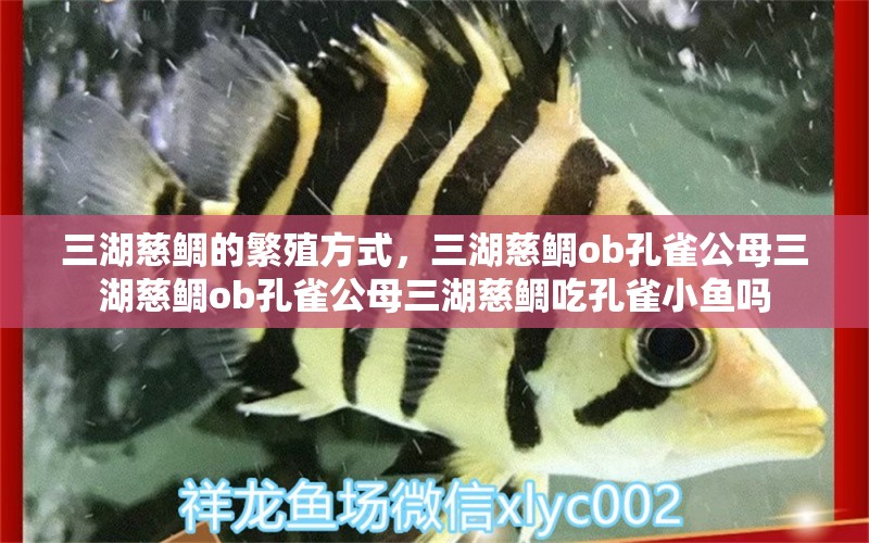 三湖慈鲷的繁殖方式，三湖慈鲷ob孔雀公母三湖慈鲷ob孔雀公母三湖慈鲷吃孔雀小鱼吗