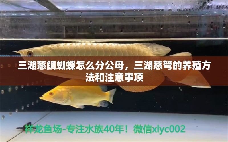 三湖慈鲷蝴蝶怎么分公母，三湖慈弩的养殖方法和注意事项