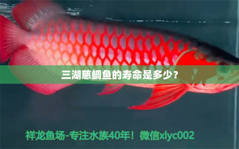 三湖慈鲷鱼的寿命是多少？