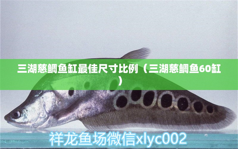 三湖慈鲷鱼缸最佳尺寸比例（三湖慈鲷鱼60缸）