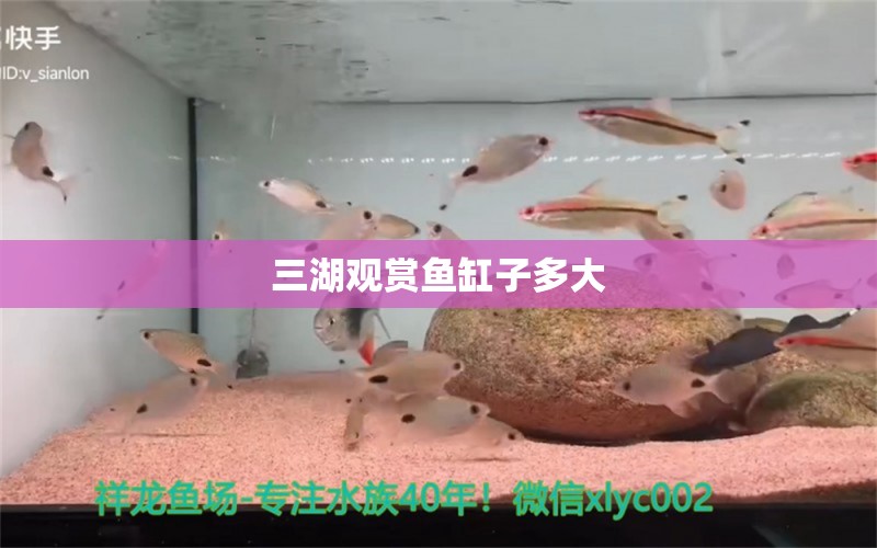 三湖观赏鱼缸子多大 黄金达摩鱼