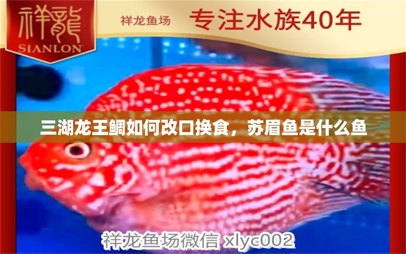 三湖龙王鲷如何改口换食，苏眉鱼是什么鱼