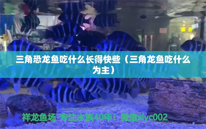 三角恐龙鱼吃什么长得快些（三角龙鱼吃什么为主）