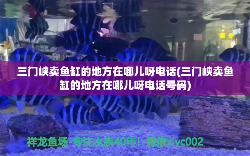 三门峡卖鱼缸的地方在哪儿呀电话(三门峡卖鱼缸的地方在哪儿呀电话号码) 鹦鹉鱼