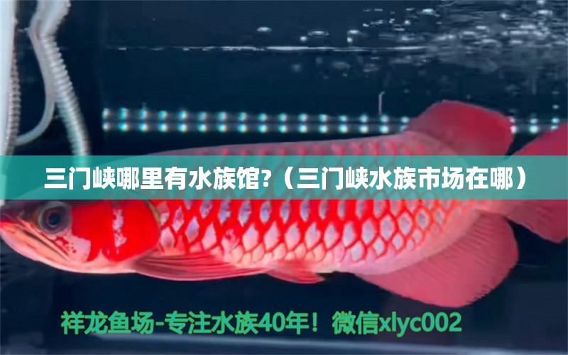 三门峡哪里有水族馆?（三门峡水族市场在哪）