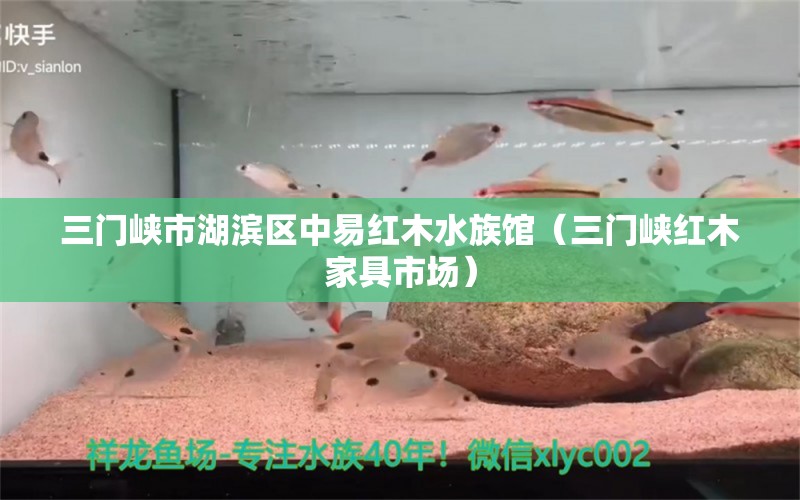 三门峡市湖滨区中易红木水族馆（三门峡红木家具市场） 全国水族馆企业名录