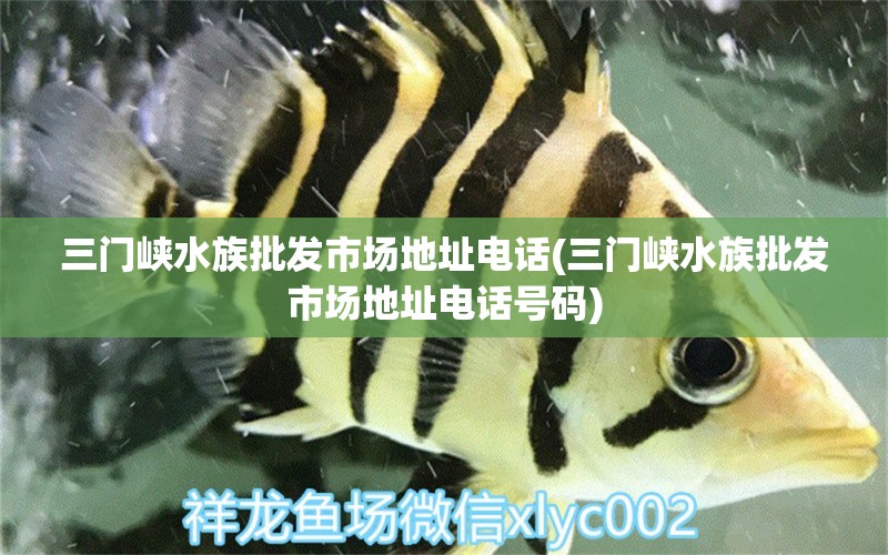 三门峡水族批发市场地址电话(三门峡水族批发市场地址电话号码) 观赏鱼水族批发市场