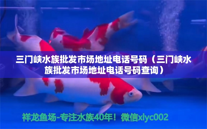 三门峡水族批发市场地址电话号码（三门峡水族批发市场地址电话号码查询） 观赏鱼水族批发市场