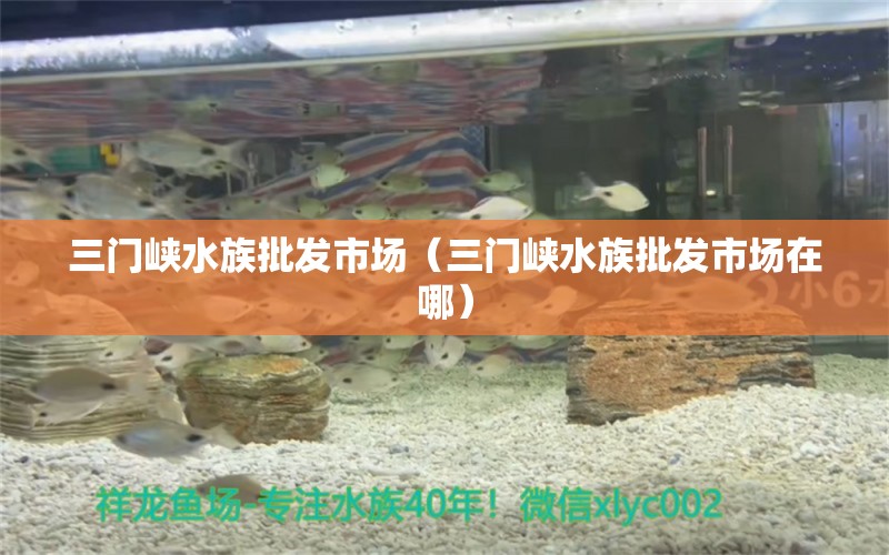 三门峡水族批发市场（三门峡水族批发市场在哪）