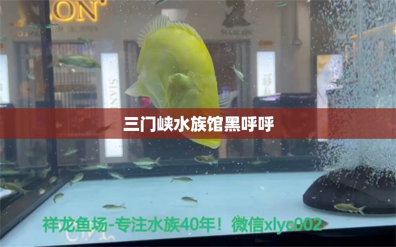 三门峡水族馆黑呼呼