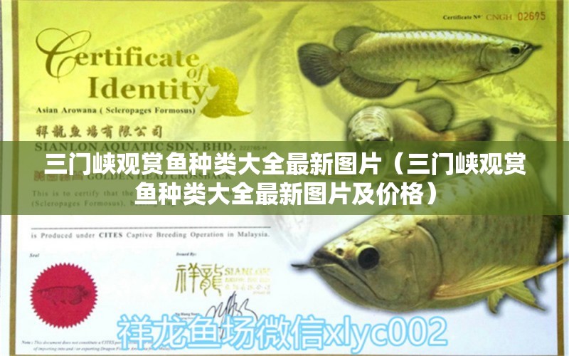 三门峡观赏鱼种类大全最新图片（三门峡观赏鱼种类大全最新图片及价格） 观赏鱼市场（混养鱼）