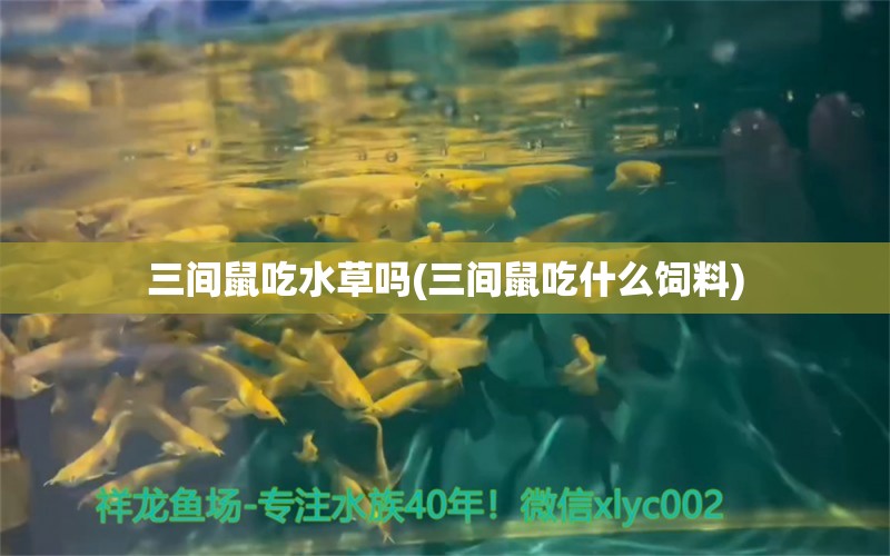 三间鼠吃水草吗(三间鼠吃什么饲料)