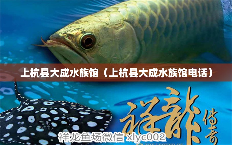 上杭县大成水族馆（上杭县大成水族馆电话） 全国水族馆企业名录