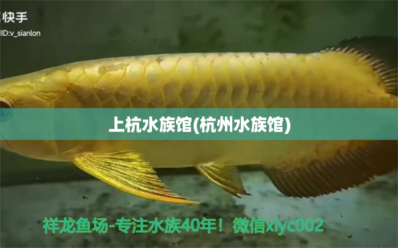 上杭水族馆(杭州水族馆)