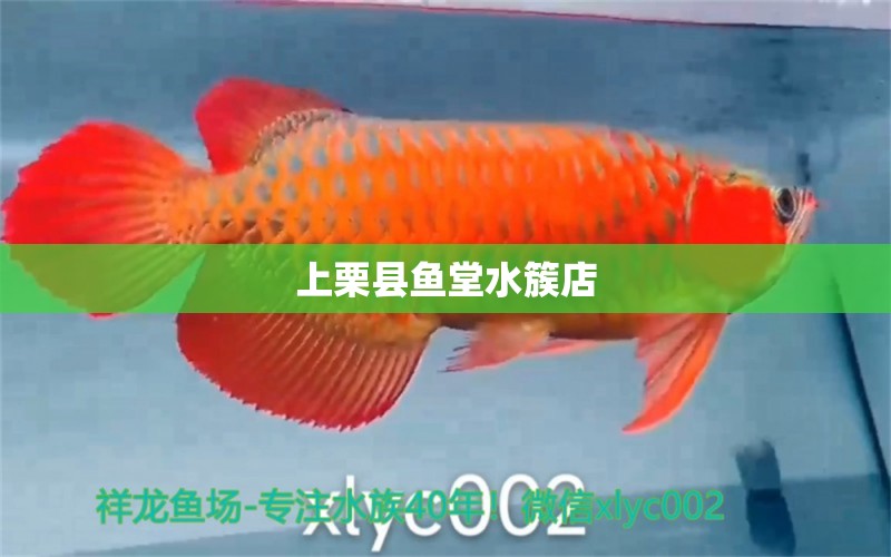 上栗县鱼堂水簇店 全国水族馆企业名录