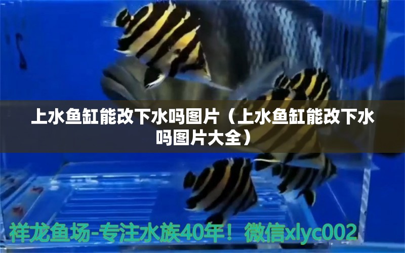 上水鱼缸能改下水吗图片（上水鱼缸能改下水吗图片大全） 祥龙水族医院