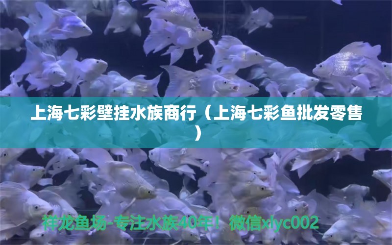 上海七彩壁挂水族商行（上海七彩鱼批发零售）