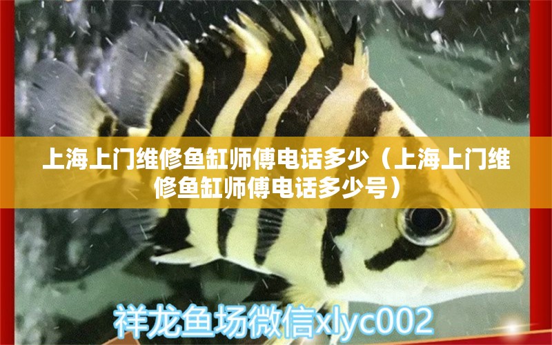 上海上门维修鱼缸师傅电话多少（上海上门维修鱼缸师傅电话多少号） 非洲金鼓鱼