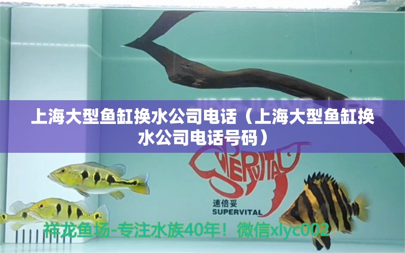 上海大型鱼缸换水公司电话（上海大型鱼缸换水公司电话号码）