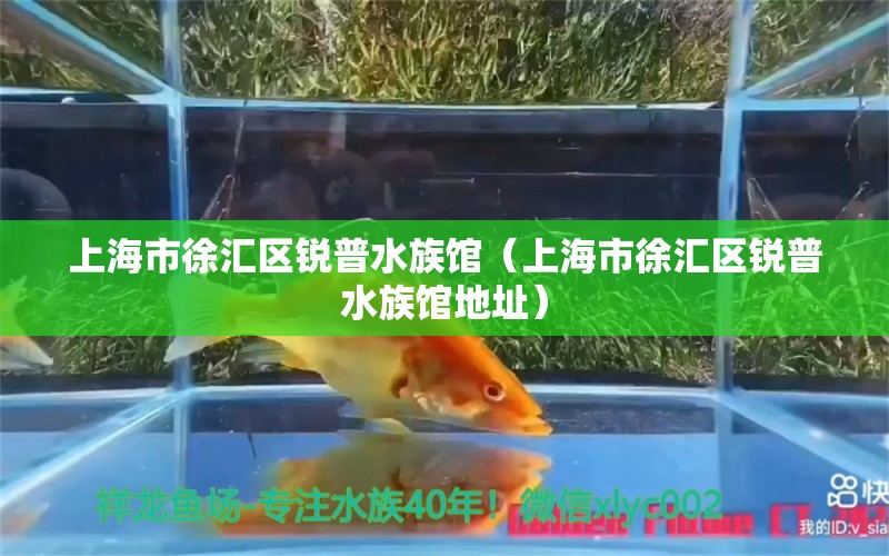 上海市徐汇区锐普水族馆（上海市徐汇区锐普水族馆地址） 全国水族馆企业名录