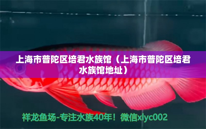 上海市普陀区培君水族馆（上海市普陀区培君水族馆地址）