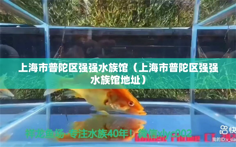 上海市普陀区强强水族馆（上海市普陀区强强水族馆地址）