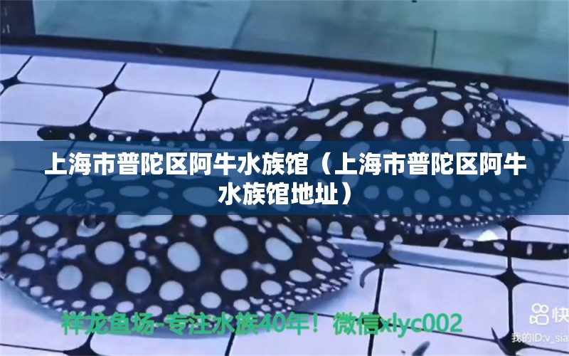 上海市普陀区阿牛水族馆（上海市普陀区阿牛水族馆地址）