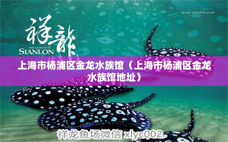 上海市杨浦区金龙水族馆（上海市杨浦区金龙水族馆地址）