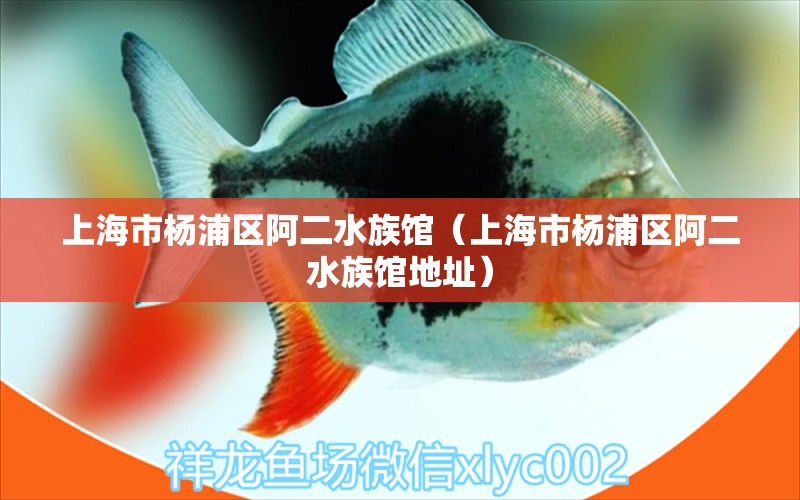 上海市杨浦区阿二水族馆（上海市杨浦区阿二水族馆地址）