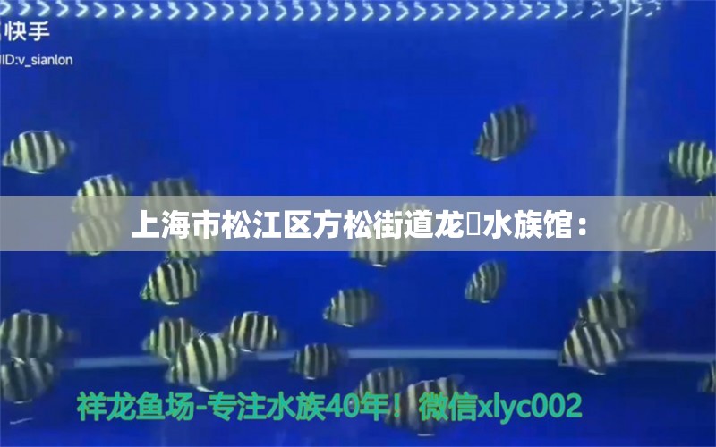 上海市松江区方松街道龙軒水族馆：