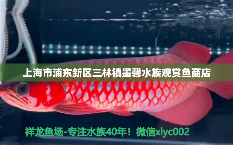 上海市浦东新区三林镇墨馨水族观赏鱼商店