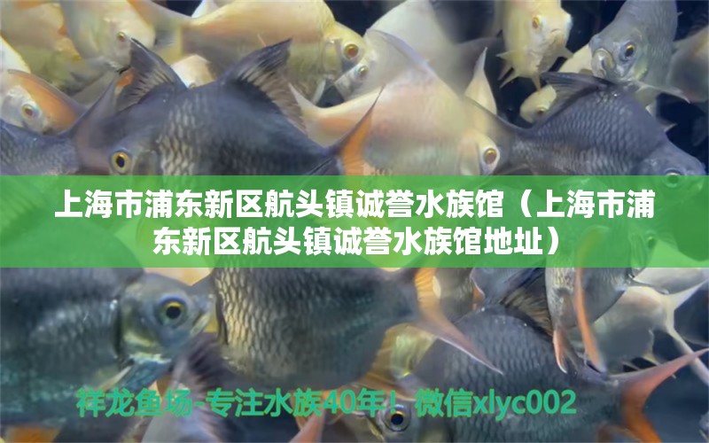 上海市浦东新区航头镇诚誉水族馆（上海市浦东新区航头镇诚誉水族馆地址）