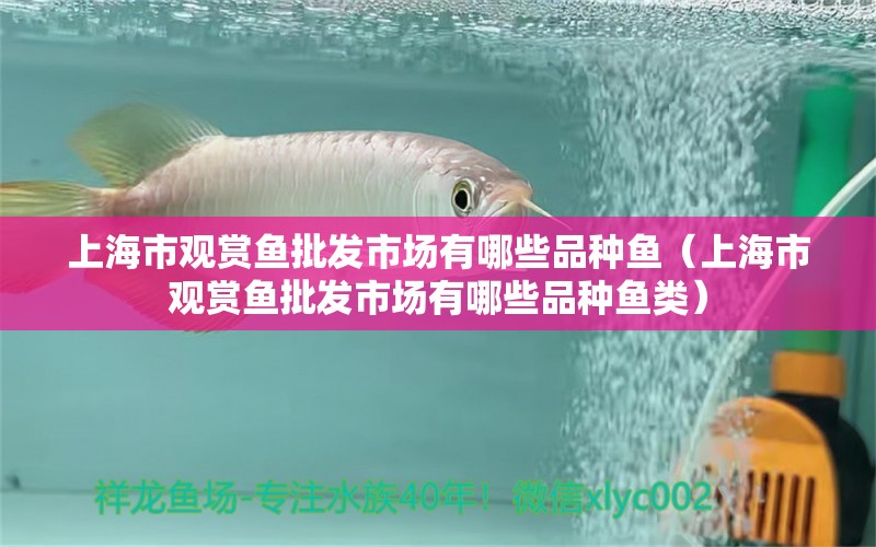 上海市观赏鱼批发市场有哪些品种鱼（上海市观赏鱼批发市场有哪些品种鱼类）